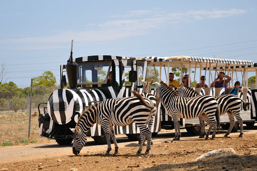Auto Safari Zoo in cala millr